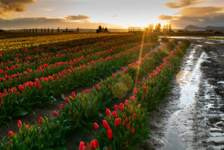 New Tulip Town Owners Innovate Amid Crisis